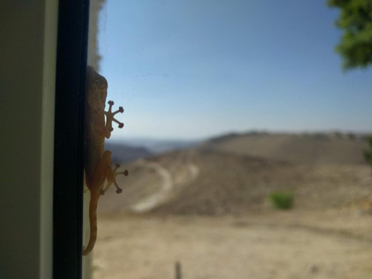 Dead Sea Desert'S Edge Arad Exteriör bild